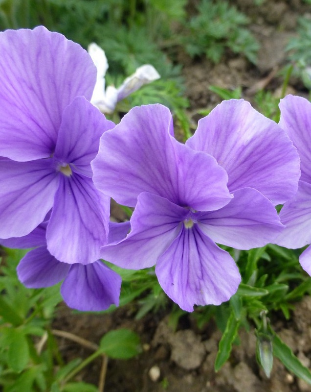 Фиалка рогатая 1 шт Р9